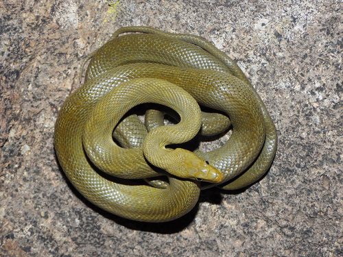 Green Rat Snake