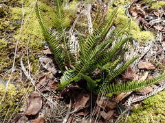 Polystichum imbricans imbricans