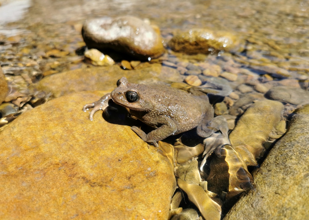 Chest Spiny Cat-Eyed Toad