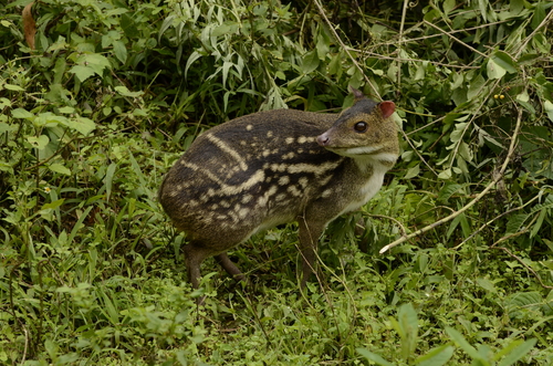 Indian Chevrotain