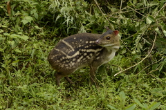 Indian Chevrotain photo 3