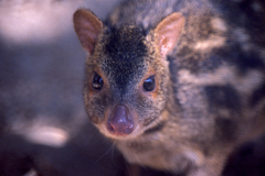 Indian Chevrotain photo 4