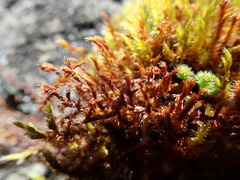 Schistidium apocarpum