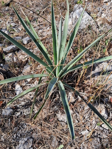 Foto de Sisal