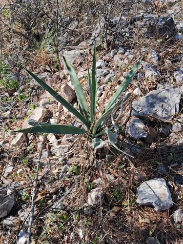 Foto de Sisal