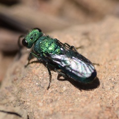 Chrysura