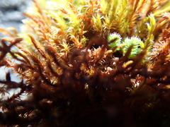 Schistidium apocarpum