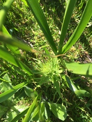 Triphysaria versicolor
