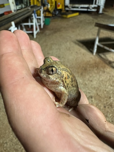 Desert Trilling Frog