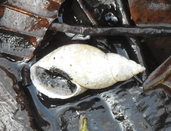 Lymnaea stagnalis