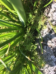 Triphysaria versicolor