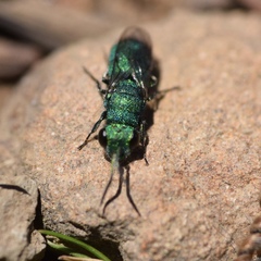 Chrysura