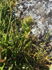 Triphysaria versicolor