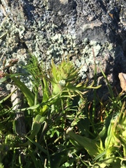 Triphysaria versicolor