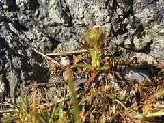 Triphysaria versicolor