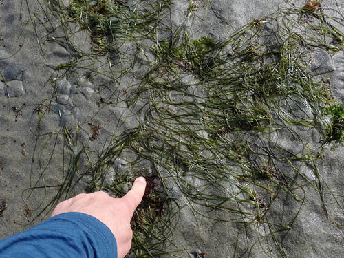 Image of Japanese Eelgrass (Zostera japonica) by no rights reserved