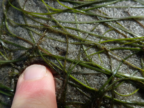 Image of Japanese Eelgrass (Zostera japonica) by no rights reserved