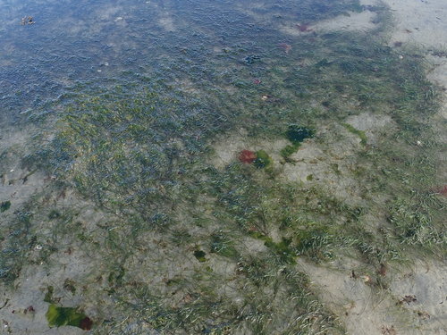 Image of Japanese Eelgrass (Zostera japonica) by no rights reserved