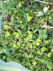 Limnanthes macounii
