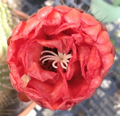 Trichocereus huascha