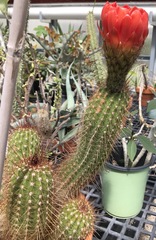 Trichocereus huascha
