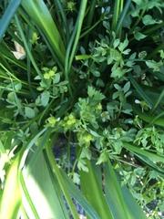 Limnanthes macounii