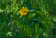 Wyethia glabra