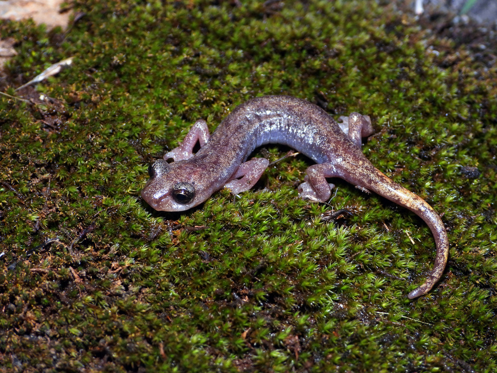 Wintu Shasta Salamander