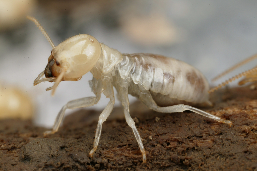Mastotermitidae