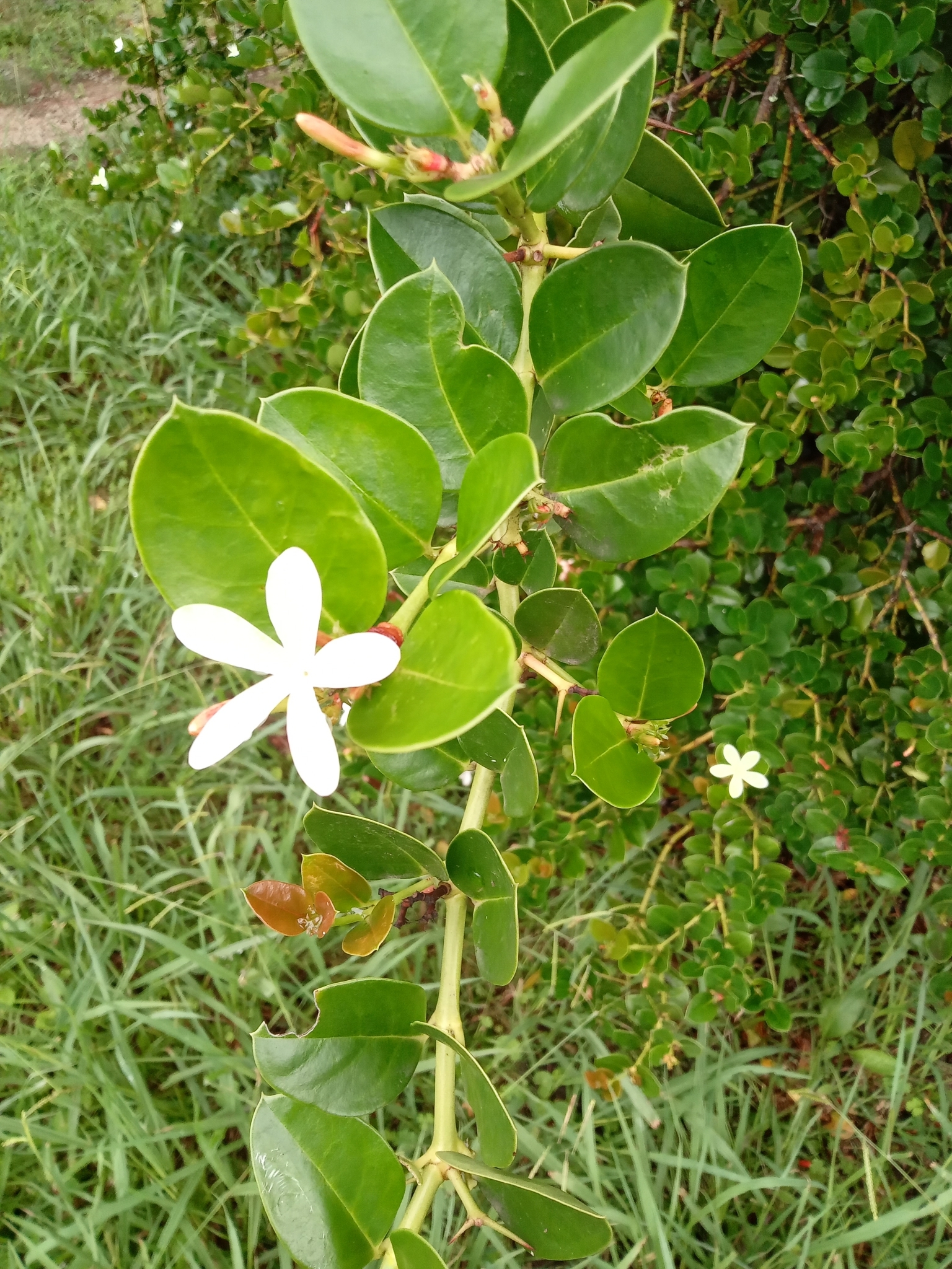 Imagem de Natal-plum