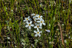 Leptosiphon parviflorus