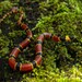 Variegated False Coral Snake - Photo (c) Daniel Durán Arceo, some rights reserved (CC BY-NC), uploaded by Daniel Durán Arceo