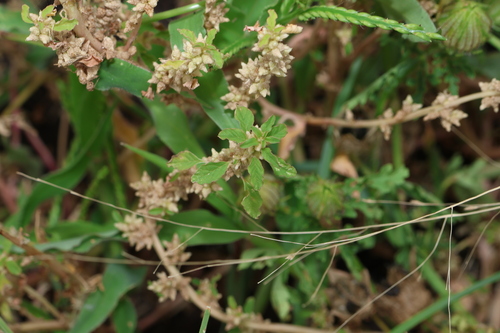 Image of Amaranthus macrocarpus by (c) Greg Tasney, some rights reserved (CC BY-SA)