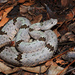 Rock Rattlesnake - Photo (c) Yinan Li, some rights reserved (CC BY-NC), uploaded by Yinan Li