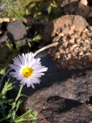 Xylorhiza