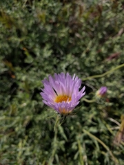 Xylorhiza