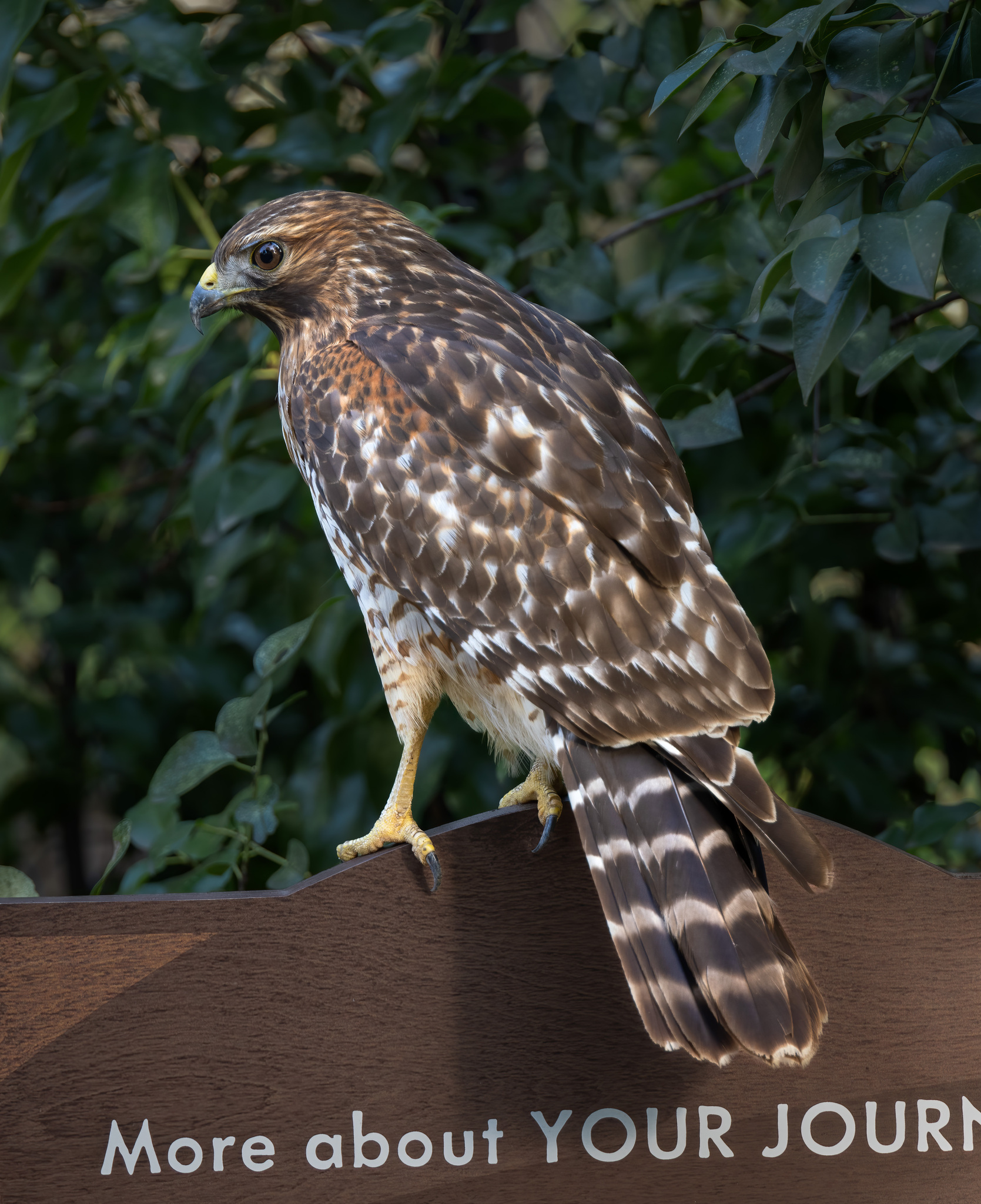 Red-shouldered Hawk (Buteo lineatus) · iNaturalist