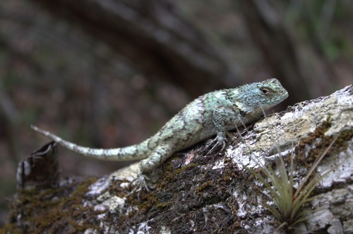 Lundell's Spiny Lizard