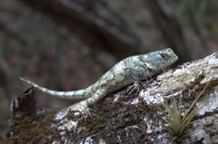 Lundell's Spiny Lizard photo 2