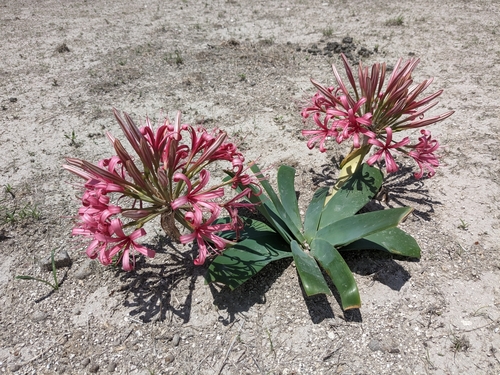 Ammocharis coranica