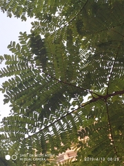 Peltophorum pterocarpum