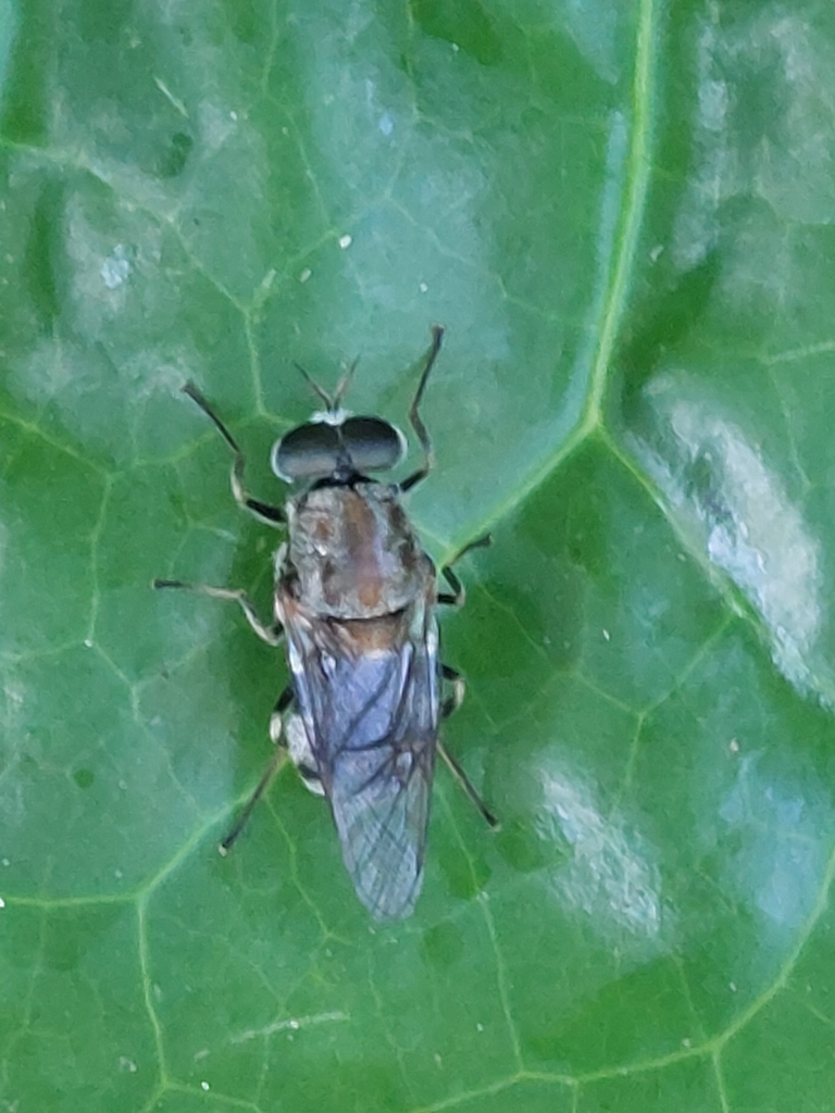 Adoxomyia heminopla (Adoxomyia heminopla)