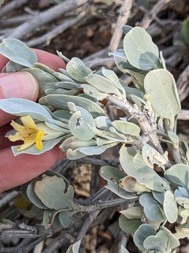 Image of Petalidium englerianum by (c) Rhonda Ridley, some rights reserved (CC BY-SA)