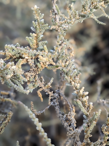 Image of Caroxylon etoshense by (c) Rhonda Ridley, some rights reserved (CC BY-SA)