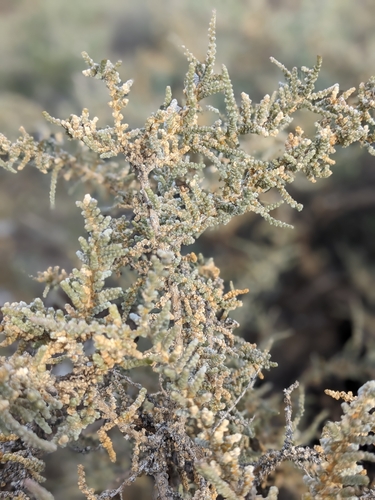 Image of Caroxylon etoshense by (c) Rhonda Ridley, some rights reserved (CC BY-SA)