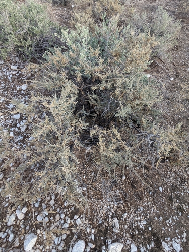 Image of Caroxylon etoshense by (c) Rhonda Ridley, some rights reserved (CC BY-SA)