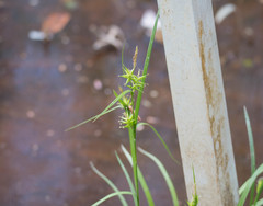 Carex lonchocarpa