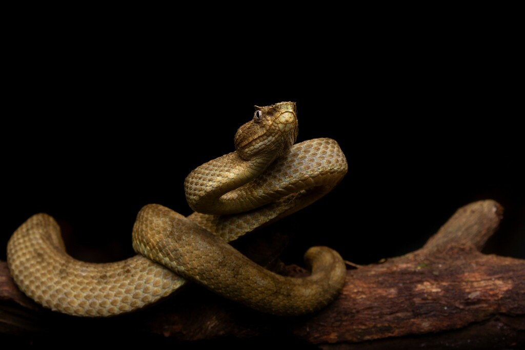 Broad-Horned Pitviper