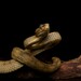 Broad-horned Pitviper - Photo (c) Daniel Durán Arceo, some rights reserved (CC BY-NC), uploaded by Daniel Durán Arceo