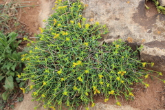 Euphorbia spinosa